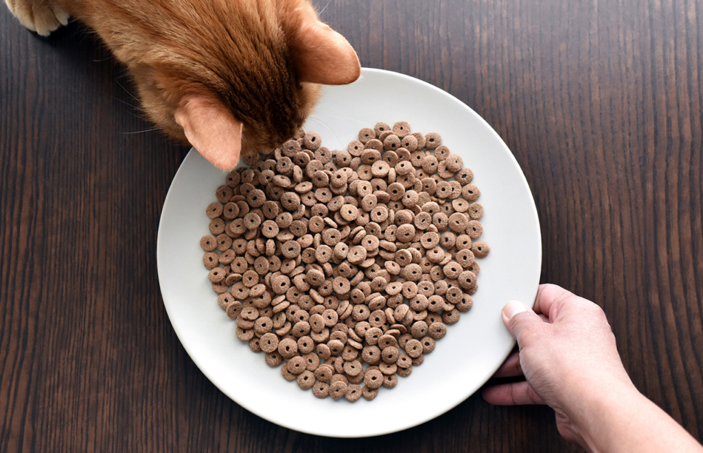 Alimentação saudável para gatos: Dicas e orientações nutricionais